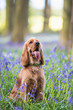 A cocker spaniel playing among bluebells in the woods
