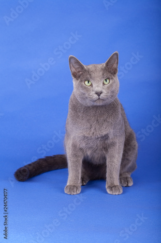 Studio Shot Of An Russian Blue Cat Buy This Stock Photo And