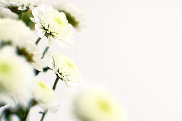 Wall Mural - White chrysanthemums on a white background. Macro. Chrysanthemum flowers in spring and summer. Flower design.