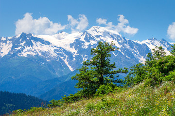 Wall Mural - Alpine landscape on sunny spring day. Tree in highlands