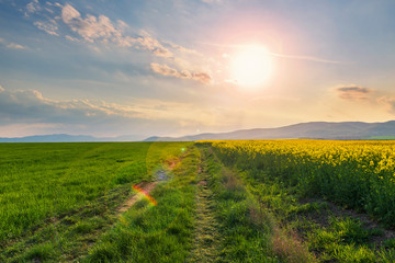 Poster - Tractor trail on the green field at sunset