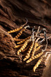 © lichaoshu - Ingredient used in Traditional Chinese Medicine isolated on white background - Cordyceps sinensis (caterpillar fungus)