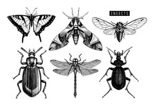 Vector Collection Of Hand Drawn Insects Illustrations. Black Butterflies, Cicada, Beetle, Bug, Dragonfly Drawing. Entomological Sketch Set.