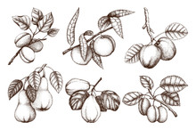 Vintage Collection Of Ripe Fruits And Berries  - Apple, Pear, Plum, Peach, Apricot Trees Sketches. Hand Drawn Harvest Illustrations.  Summer Or Autumn Food Set. Vector Drawings.