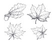 Maple Leaves Monochrome Sketches Isolated Vector