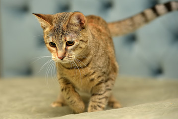 playful striped with gray and red cat