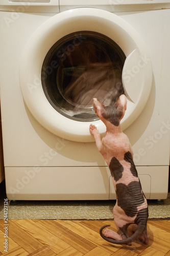 Fotografía curiosity Canadian Sphynx cat kitten, stands in the laundry near the washing mac