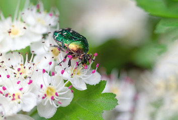 Sticker - Beetle cetonia aurata sitting on flowers hawthorn