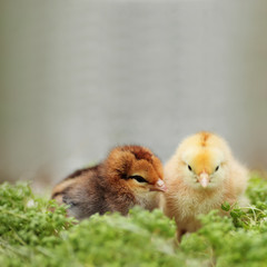 Beautiful little chickens in a wattled basket in a garden. Closeup  image. Soft fokus