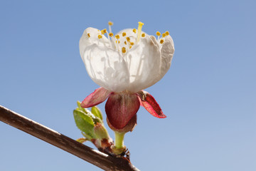 Wall Mural - Sweet cherry flower