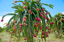 Dragon Fruit, Hylocereus, Dragon Fruit From Thailand Country