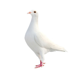 white feather of homing pigeon bird isolated white background