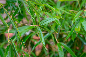 Original texture of natural wet green bamboo background of elegant thin green leaves. Natural sunlight. Nature concept for design.