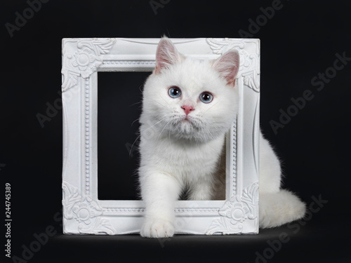 Cute Red Silver Shaded Cameo Point British Shorthair Sitting With