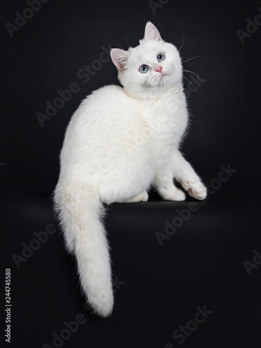 Cute Red Silver Shaded Cameo Point British Shorthair Sitting Side
