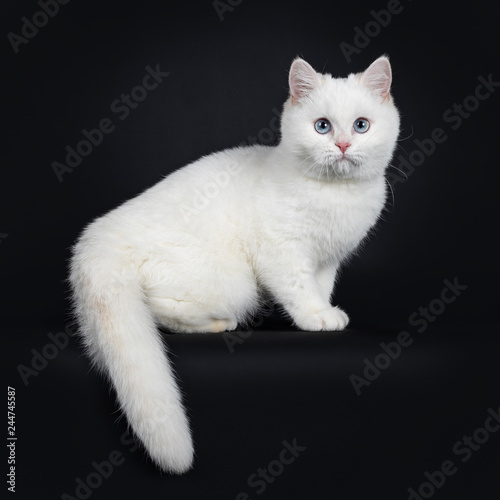 Cute Red Silver Shaded Cameo Point British Shorthair Sitting Side