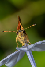 Yellow/orange Looking Small Skipper Butterfly Sitting On A Blue Flower With Beautiful Green Background Looking At The Camera With Antenna Up