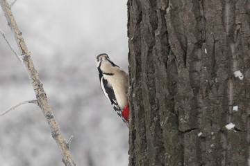 Wall Mural - woodpecker