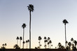 © Jordi Huisman - Palm trees silhouettes at sunrise in Palm Springs, California.