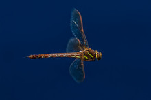 Extreme Close-up Of Large Dragonfly In Flight