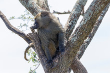 Babian Looking Aside In A Tree