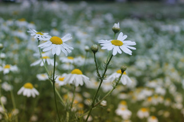 a chamomile field / summer background