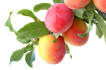 Plums on a branch isolated on a white