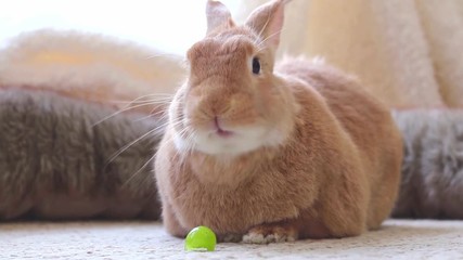 Poster - Adorable rufus bunny rabbit eating a grape, looks funny and cute, soft natural setting