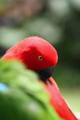 Poster - The eclectus parrot (Eclectus roratus), portait of the red female eclectus with color background.