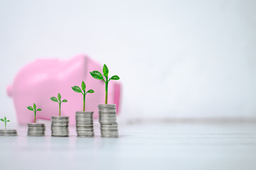 5 rows of coins arranged in ascending order.Seedlings on coins.