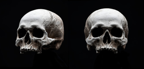 two skulls isolated