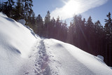 Fototapeta Na ścianę - śnieg - widok pod słońce