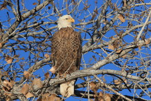Bald Eagle, Haliaeetus Leucocephalus Bosque Del Apache National Wildlife Refuge New Mexico