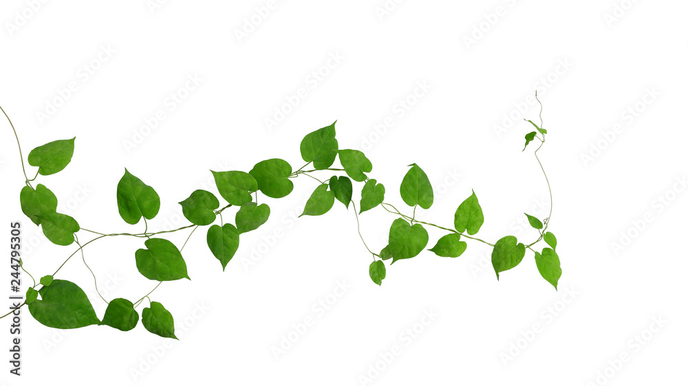 Heart shaped green green leaves climbing vines ivy of cowslip creeper (Telosma cordata) the creeper forest plant growing in wild isolated on white background, clipping path included. - obrazy, fototapety, plakaty 
