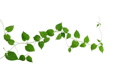 Poster - Heart shaped green green leaves climbing vines ivy of cowslip creeper (Telosma cordata) the creeper forest plant growing in wild isolated on white background, clipping path included.