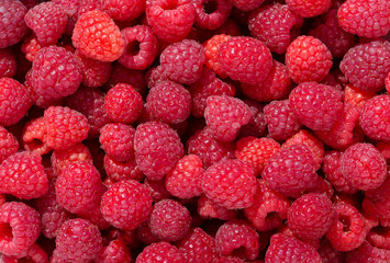 Sticker - Raspberries background. Fresh ripe and sweet Raspberry.