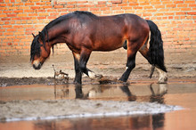 Bay Draft Horse Calmly Walks Along Red Brick Wall In A Muddy Puddle Making Splashes. Horizontal, Side View, In Motion.