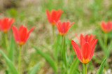 Fototapeta Tulipany - Red botanical tulips, Tulipa Scarlet Baby
