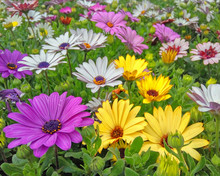 Colorful Yellow, Purple And Pale White Daisybush Flowers Closeup
