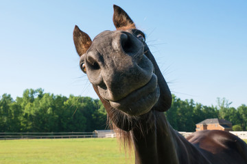 big nose horse