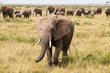 The elephant matriarch (Masai Mara)