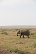 Elephant wandering alone (Masai Mara)