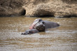 Mother hippo leaning on its calf (Masai Mara)