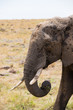 Elephant in the mud (Masai Mara)