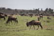 One in a million (Masai Mara)