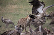Protecting the kill  (Masai Mara)