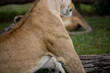 Stretching after sleep  (Masai Mara)