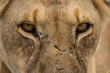 Intense eyes of an old lioness  (Masai Mara)