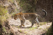 Leopard (Masai Mara)