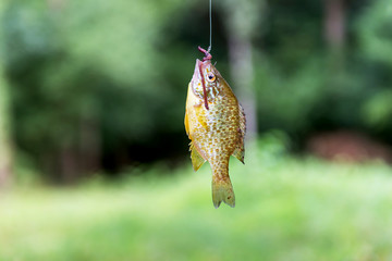 Fish on the hook